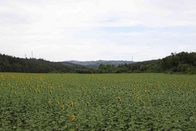 Mudanya Belediyesi’nin Ayçiçekleri Hasada Hazırlanıyor