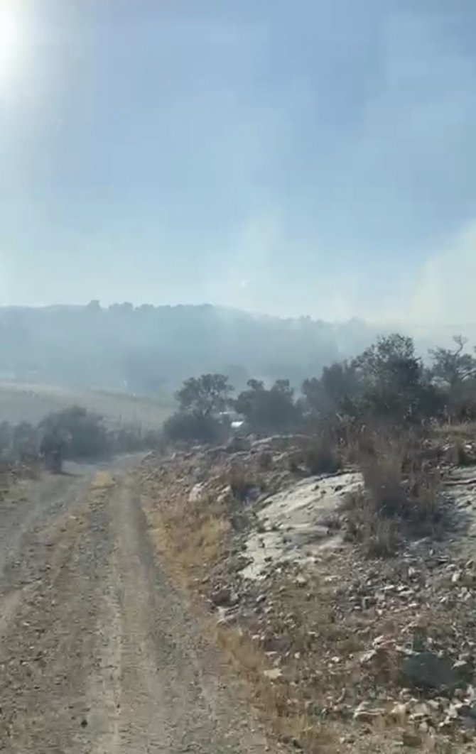 Milas’ta 50 Dönüm Zeytinlik Alan Yangında Zarar Gördü