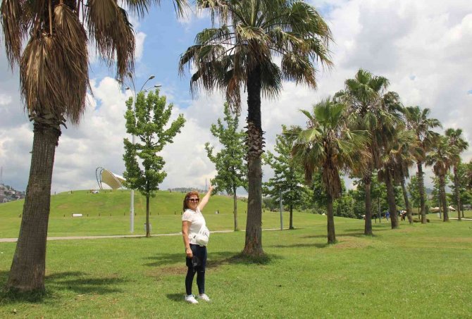 Palmiye Ağacına Takılan Dilek Balonu Yangına Sebep Oldu