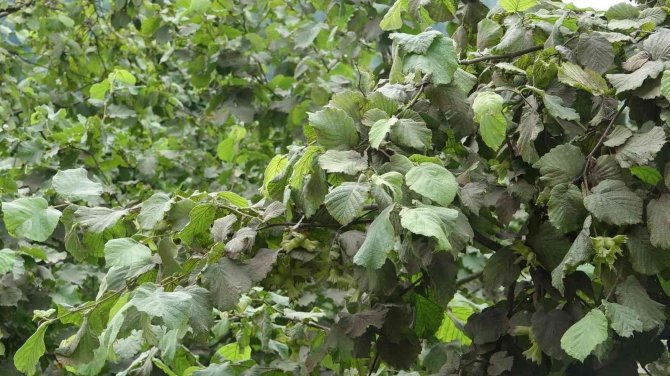 Arslantürk: "Pandemi Fındık Tarımını Bize Yeniden Öğretti"