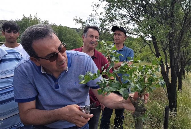 Fıstık Kenti Olma Yolunda İlerleyen Karabük’te Sakız Ağaçları Aşılanmaya Başladı