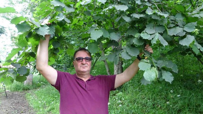 Arslantürk: "Pandemi Fındık Tarımını Bize Yeniden Öğretti"