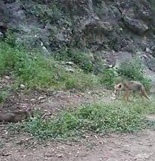 Tunceli’de Tilki Ve Kedinin Ekmek Kavgası