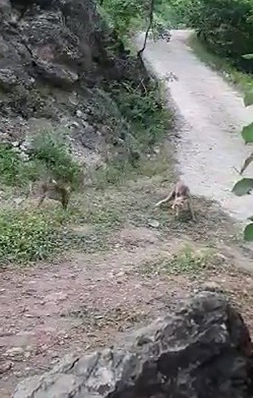 Tunceli’de Tilki Ve Kedinin Ekmek Kavgası