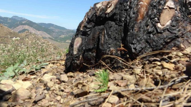 9 Ton Tohum Serpilmişti, Adana’da Yanan Ormanlık Alan Yeşeriyor