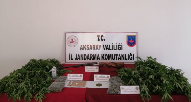 Evin Bahçesini Kenevir Tarlasına Çevirmişler