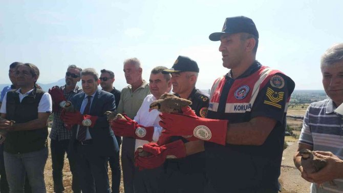 Kınalı Keklikler Doğaya Salındı