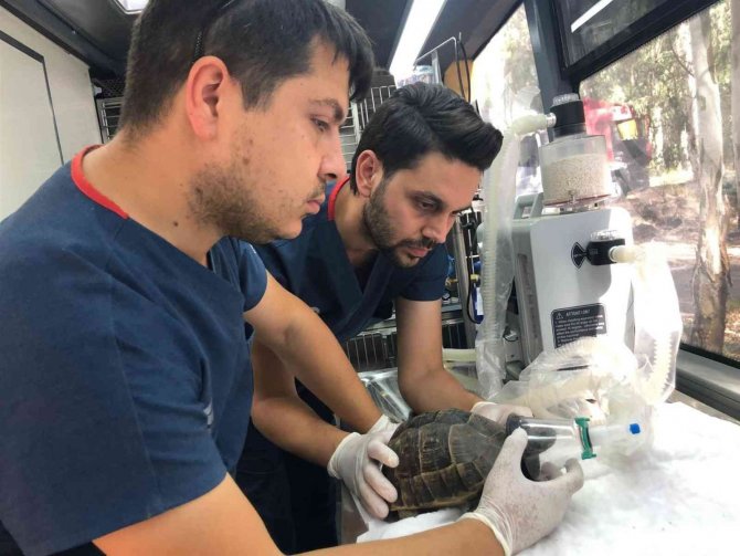Yangında Zehirlenen Kaplumbağa Hayata Döndürüldü