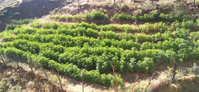 Bingöl’de 21 Bin Kök Kenevir Bitkisi Ele Geçirildi