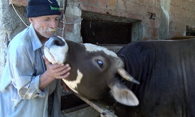 En Azgın Boğaları Masaj Yaparak Kuzuya Dönüştürüyor