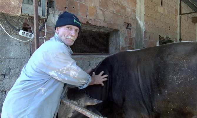 En Azgın Boğaları Masaj Yaparak Kuzuya Dönüştürüyor
