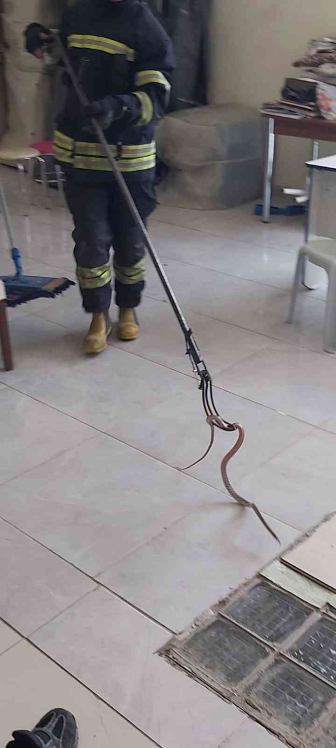 Fethiye’de Yılan Paniği
