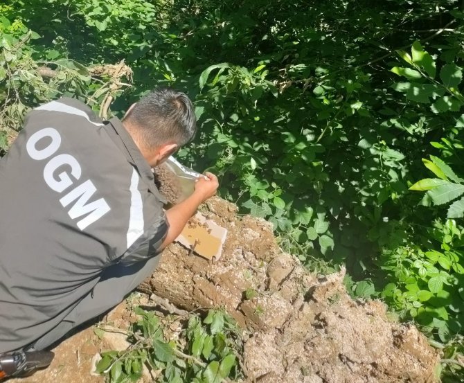 Ormanlarda Gal Arısı İle Mücadeleye Devam