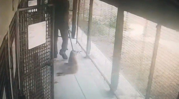 Konak Belediyesi Hayvan Sağlığı Merkezinde Hayvanları Yerlerde Sürüklediler