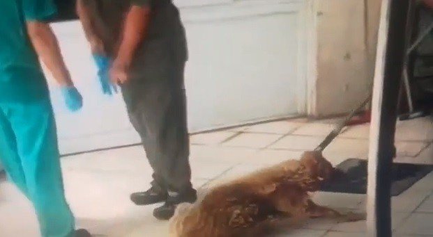 Konak Belediyesi Hayvan Sağlığı Merkezinde Hayvanları Yerlerde Sürüklediler