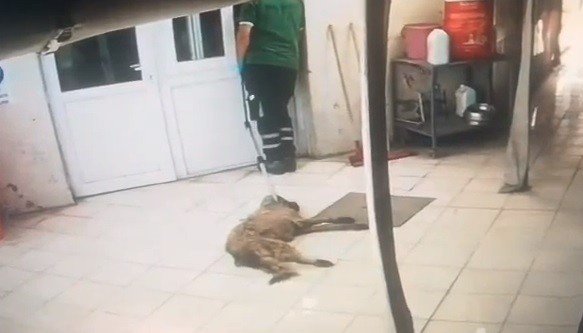 Konak Belediyesi Hayvan Sağlığı Merkezinde Hayvanları Yerlerde Sürüklediler