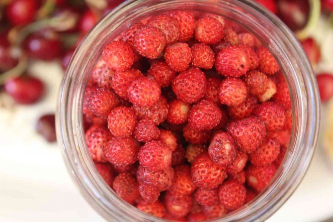 Dağlarda Toplanıyor, Kilogramı 50 Tl’ye Satılıyor