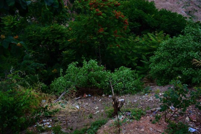 Gece Vakti Kesilen Meyve Ağaçları Mahalleliyi İsyan Ettirdi