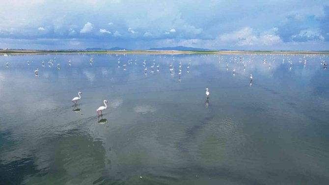 Düden Gölü’ndeki Flamingolardan Görsel Şölen