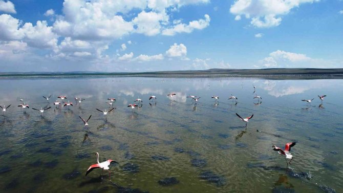 Düden Gölü’ndeki Flamingolardan Görsel Şölen