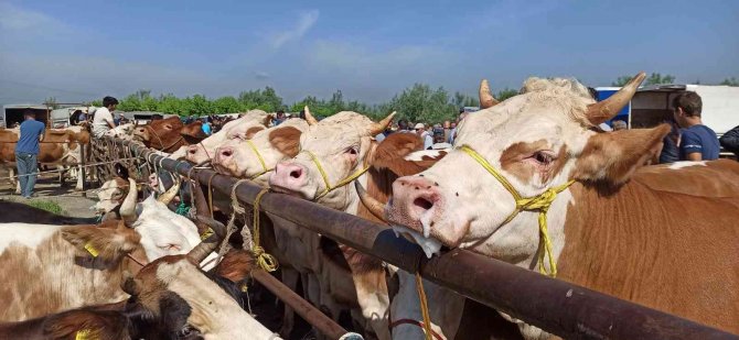 Kurbanlıklar Pazara İndi Sıkı Pazarlıklar Başladı