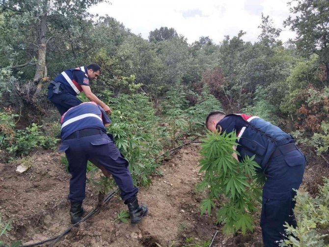 Kenevir Eken Şahıslar Fotokapanla Tespit Edildi