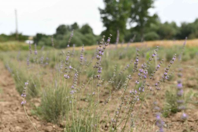 Mustafakemalpaşa’da Kadın Girişimcilerin Sayısı Artıyor