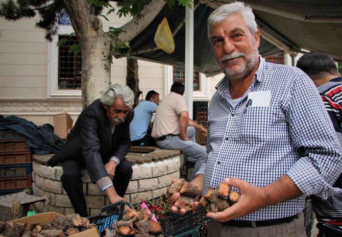 Elazığ’da Şifa Deposu Olarak Bilinen Işkın Otu Kökü Tezgahtaki Yerini Aldı