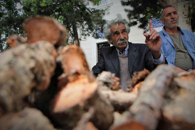 Elazığ’da Şifa Deposu Olarak Bilinen Işkın Otu Kökü Tezgahtaki Yerini Aldı
