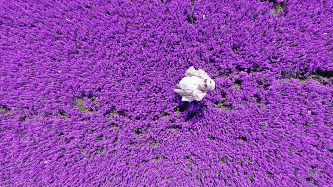 Ankara’da Mor Çiçek Tarlası Görenleri Hayran Bırakıyor