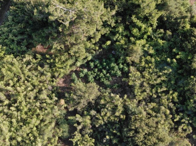 Manisa’da Ormanlık Alanda 167 Kök Kenevir Ele Geçirildi