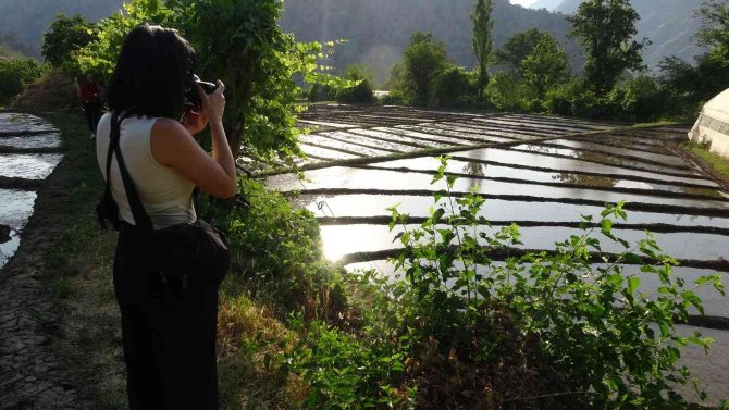 Çukurca’daki Çeltik Tarlalarına Fotoğrafçılardan Yoğun İlgi