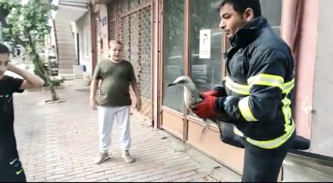 Mahsur Kalan Martıya İtfaiyeden Kurtarma Operasyonu