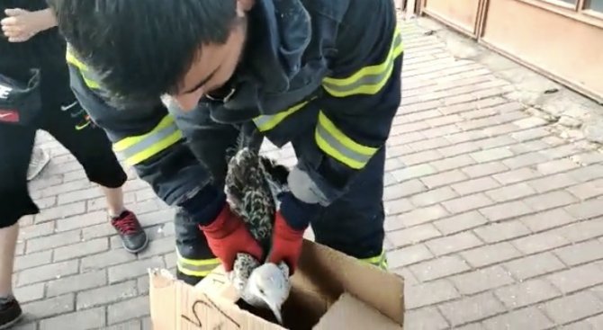 Mahsur Kalan Martıya İtfaiyeden Kurtarma Operasyonu