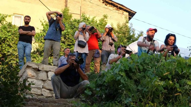 Çukurca’daki Çeltik Tarlalarına Fotoğrafçılardan Yoğun İlgi