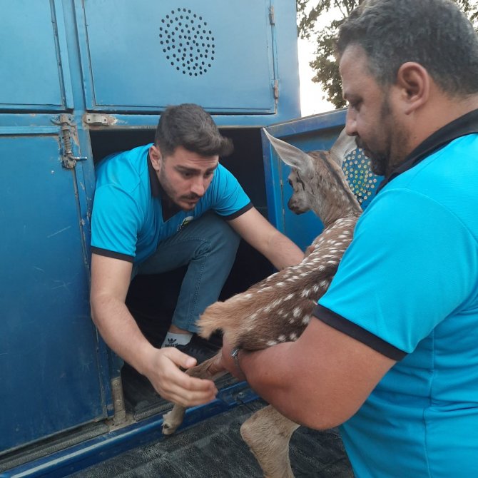 Tarlada Bulunan Yaralı Ceylan Yavrusu Tedaviye Alındı