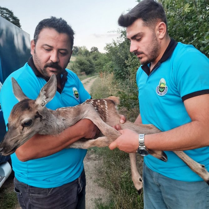 Tarlada Bulunan Yaralı Ceylan Yavrusu Tedaviye Alındı