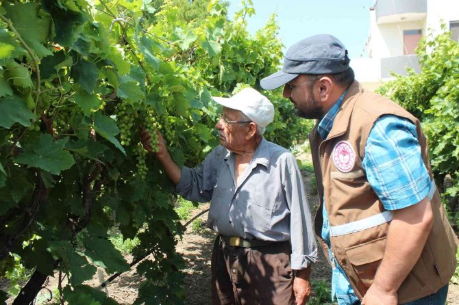 Manisa’da Üzüm Bağlarına Tuzaklı Koruma