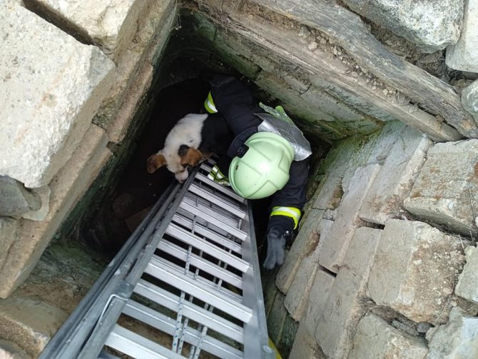Kuyuya Düşen Köpek Kurtarıldı