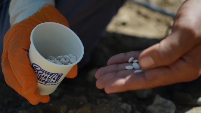 Çandır Fasulyesi Toprakla Buluştu