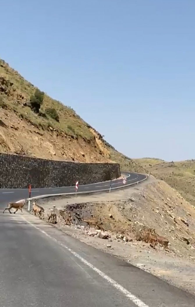 Irak Sınırında Dağ Keçisi Sürüsü Görüntülendi