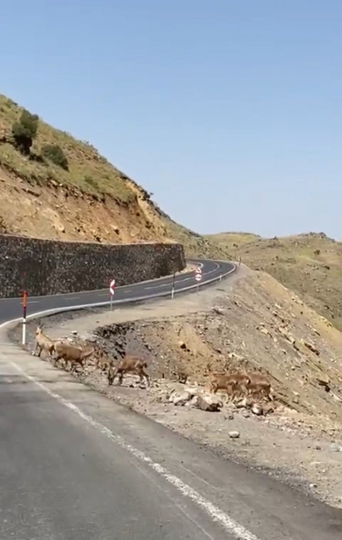 Irak Sınırında Dağ Keçisi Sürüsü Görüntülendi