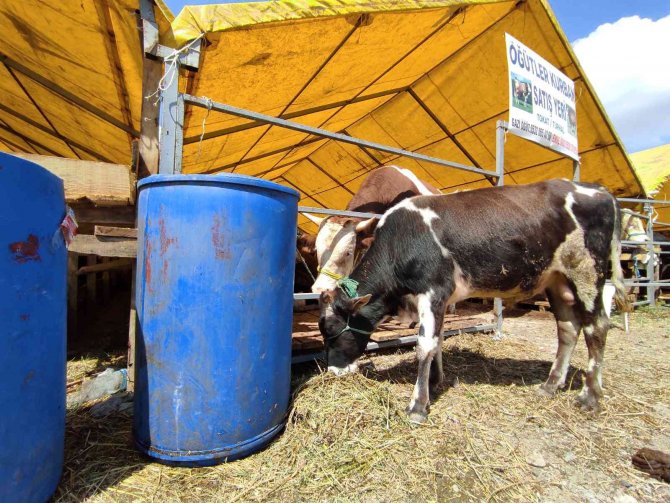 180 Kiloluk Minik Büyükbaş ’Çakır’ Alıcısını Bekliyor