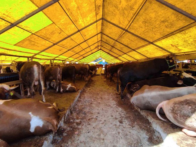 180 Kiloluk Minik Büyükbaş ’Çakır’ Alıcısını Bekliyor