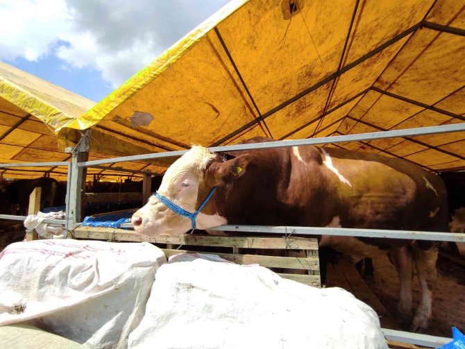 180 Kiloluk Minik Büyükbaş ’Çakır’ Alıcısını Bekliyor