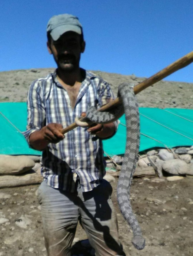 Tunceli’de Koca Engerek Yılanı Kuzu Ağılına Girdi