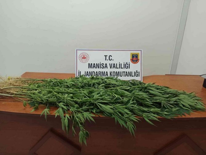 Evinin Bahçesinde Kenevir Yetiştirdi