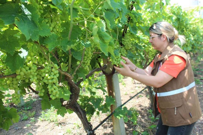 Manisa’da Üzüm Bağlarına Tuzaklı Koruma