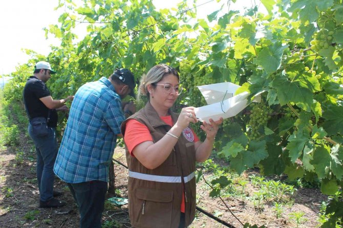 Manisa’da Üzüm Bağlarına Tuzaklı Koruma