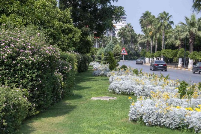 Kavşak Ve Refüjler Artık Daha Yeşil